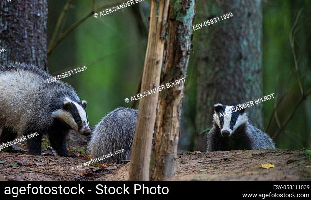 European Badger couple(Meles meles) in fall evening next to his burrow, Bialowieza Forest, Poland, Europe