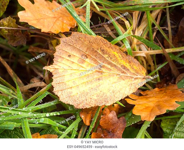dead brown leaf autumn fallen on green grass background wet rain; essex; england; uk