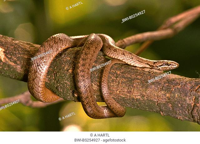 smooth snake Coronella austriaca, climbing on a tree, Germany, Bavaria