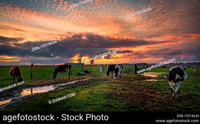 Friendly cows say hello at sunset. Northern California, USA