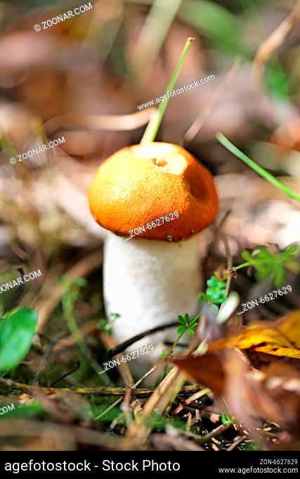 beautiful orange cap boletus mushroom photographed closeup