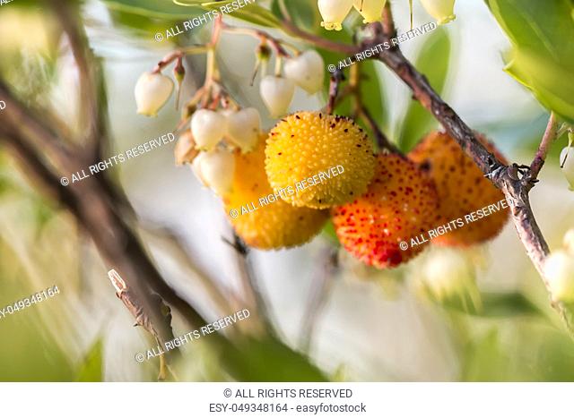 Close up view of an Strawberry Tree (Arbutus Unedo) blossom flowers