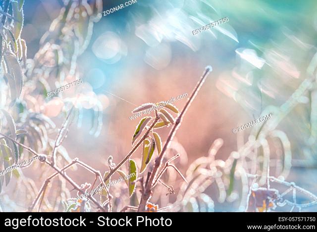 Frozen late autumn meadow close up. Winter background
