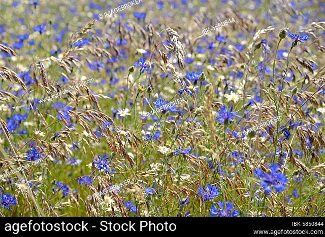 Flowering area with (Centaurea cyanus) and True grasses (Poaceae), Hesse, Germany, Europe