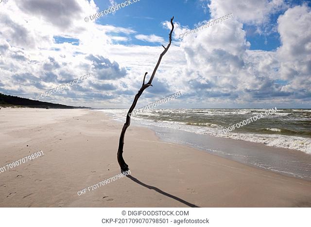 driftwood stuck in the sand on the beach