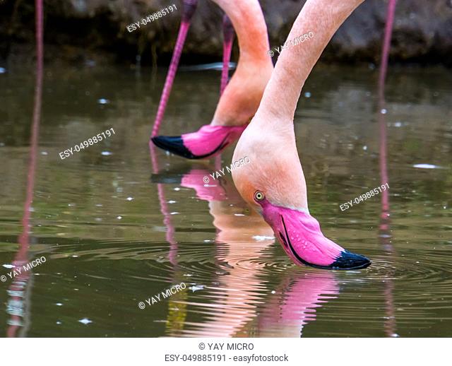 two greater flamingo heads above the water, popular birds from Europe and Africa