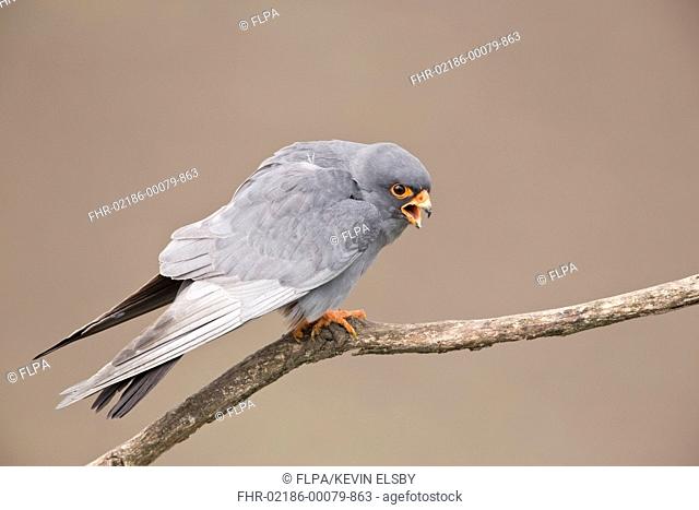 Red-footed Falcon (Falco vespertinus) adult male, calling, perched on branch, Hortobagy N.P., Hungary, April