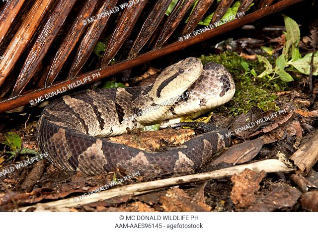 Jumping Pit-Viper (Atropoides nummifer) Arenal Volcano area, Costa Rica. Well-camouflaged snake lying in leaf-litter. Controlled situation