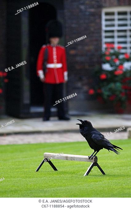 Ravens have been kept at the Tower since the reign of Charles II  Legend has it that Charles was warned that should Ravens leave the Tower the Monarchy would...