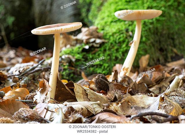 Amanita Gemmata mushrooms