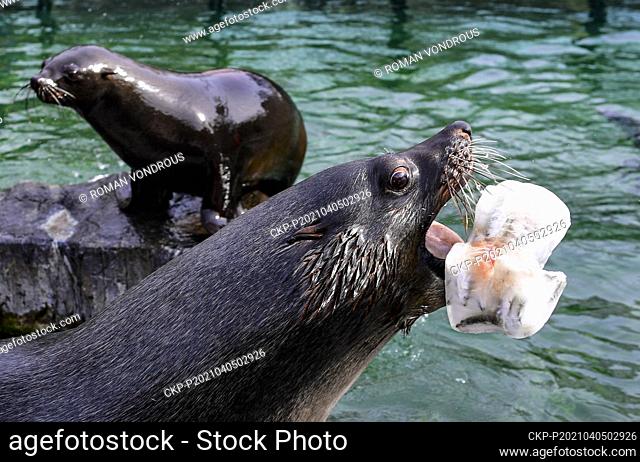 Easter feeding of a brown fur seal (Arctocephalus pusillus) in the Prague Zoo, Czech Republic, on Monday, April 5, 2021. (CTK Photo/Roman Vondrous)