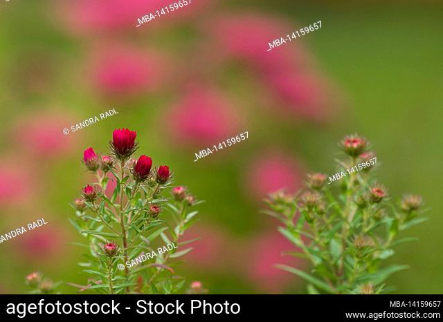 blossoms of the herbstaster (aster), germany