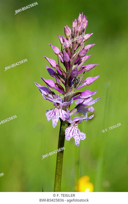 common spotted-orchid (Dactylorhiza fuchsii, Dactylorhiza maculata ssp. fuchsii), inflorescence, Austria