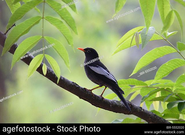 Grey-winged blackbird (Turdus boulboul), Blackbird, songbirds, animals, birds, Grey-winged Blackbird adult male perched, Jizushan, Yunnan, China, Asia