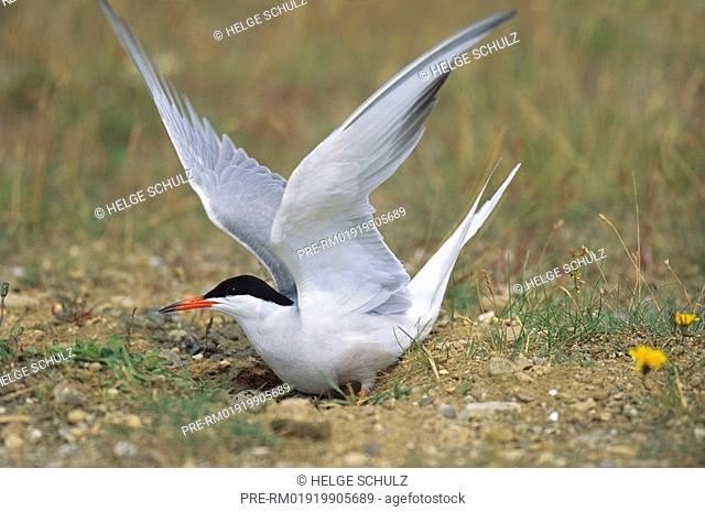 Common Tern and brood nest , Sterna hirundo