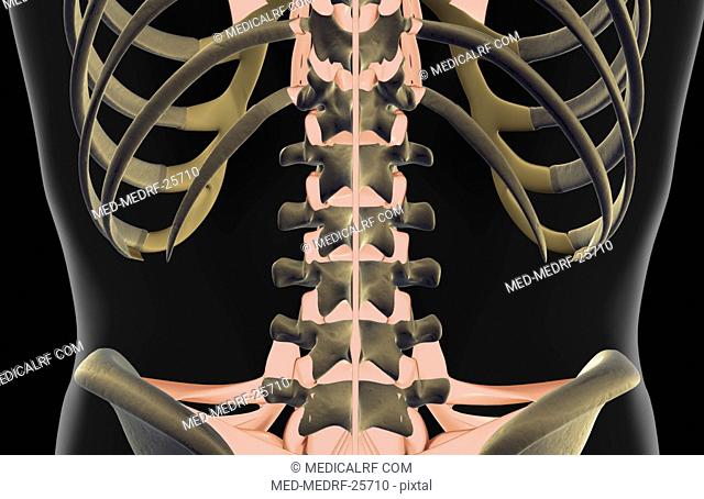 The ligaments of the lower back