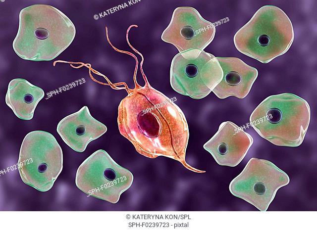 Smear from oral cavity showing oral trichomonas (Trichomonas tenax) and buccal epithelial cells, computer illustration. T