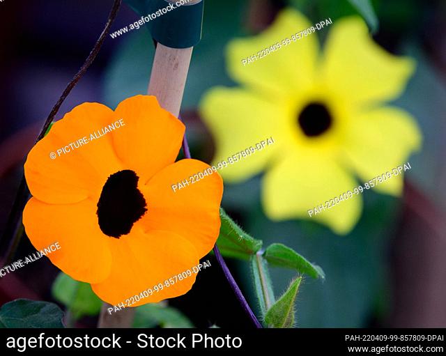 08 April 2022, Brandenburg, Zossen: Black-eyed Susanne"" grows in the flower and plant center Wosch. The climbing plant with the has the Latin name Thunbergia...