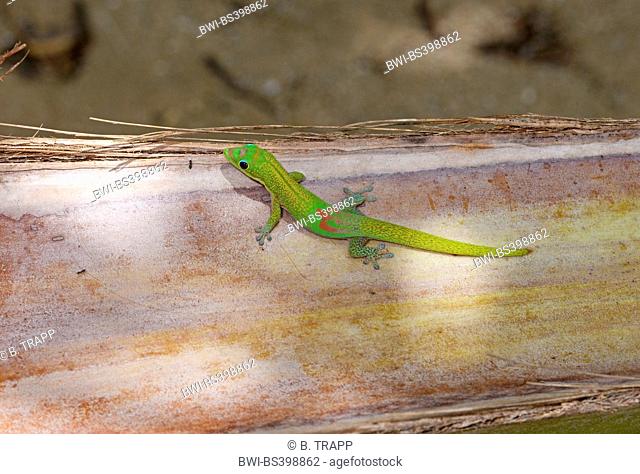 Gold dust day gecko (Phelsuma laticauda), on a tree trunk, Madagascar, Nosy Be, Naturreservat Lokobe