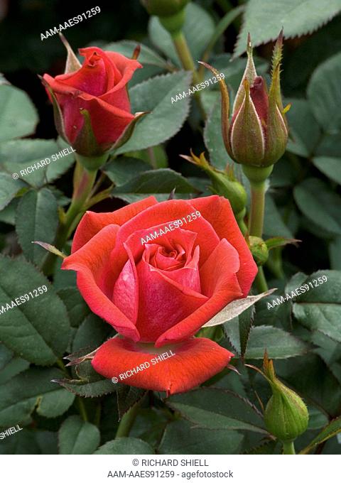 Merlot Miniature Rose, Rosa hybrid
