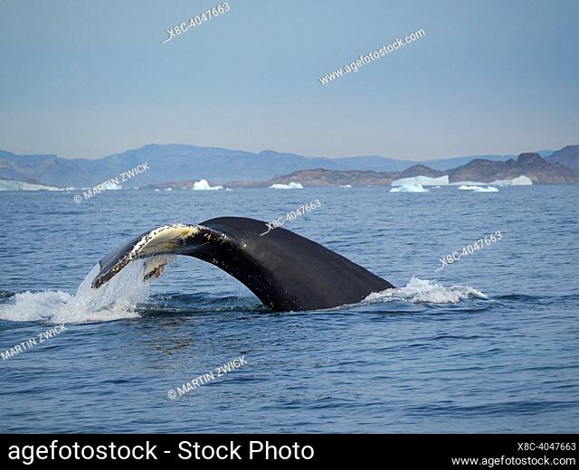 Diving Humpback whale (Megaptera novaeangliae) in the Sermilik fjord in East Greenland. North America, Greenland, danish territory, September