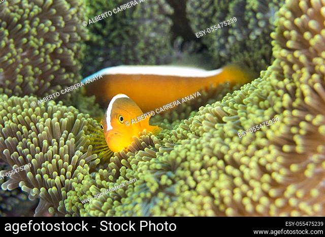 Western Skunk Anemonefish, Amphiprion akallopisos, Magnificent Sea anemone, Ritteri anemone, Heteractis magnifica, Lembeh, North Sulawesi, Indonesia, Asia