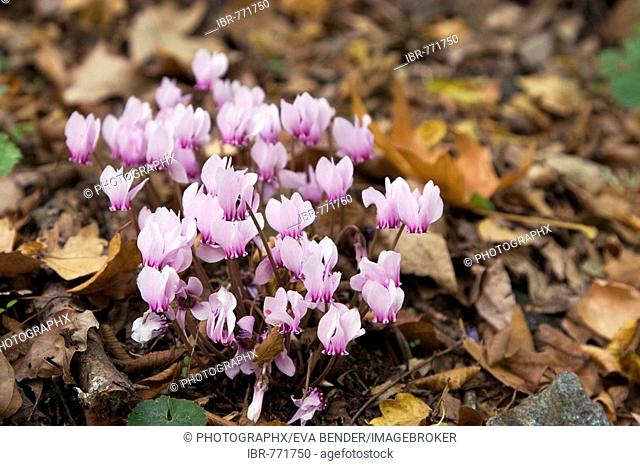 Persian Violets or Sowbread (Cyclamen persicum), Greece, Europe