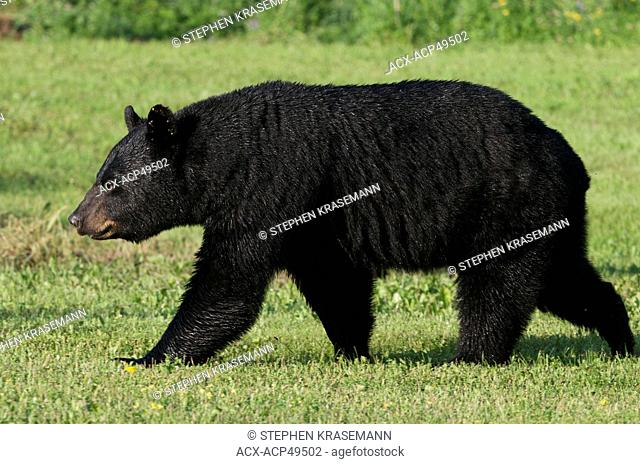 Wild American Black Bear Ursus americanus, Quetico Provincial Park, Ontario