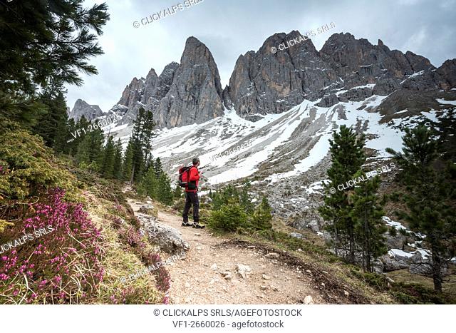 Funes Valley, Dolomites, South Tyrol, Italy. Hiker admires the Peaks of the from the Alta Via Adolf Munkel