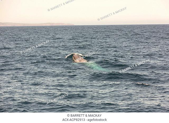 Sei Whale, (Balaenoptera borealis), Witless Bay Ecological Reserve, Newfoundland, Canada