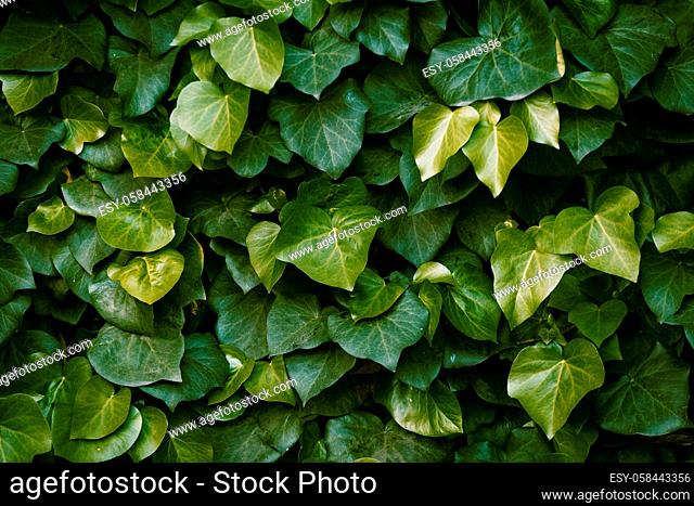 Wall overgrown with ivy plant. Succulent leaves of a beautiful shape. Green floral background. Mixes with dark green and light green leaves