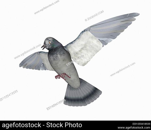 Pigeon flying isolated in white background - 3D render