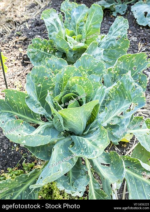Cabbage late white cabu of Vaugirard