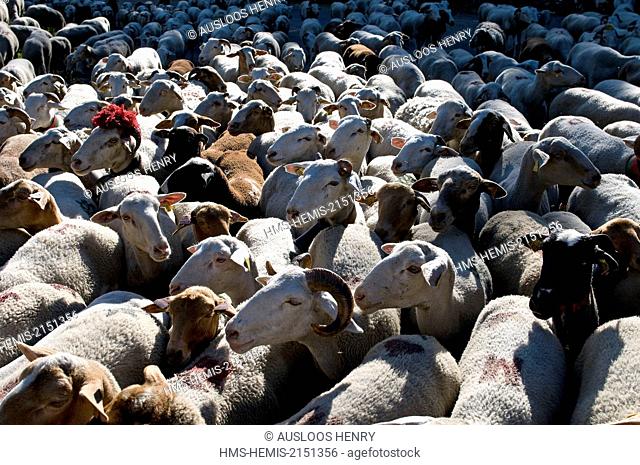 France, Gard, Cevennes, Esperou, sheep (Ovis aries), transhumance