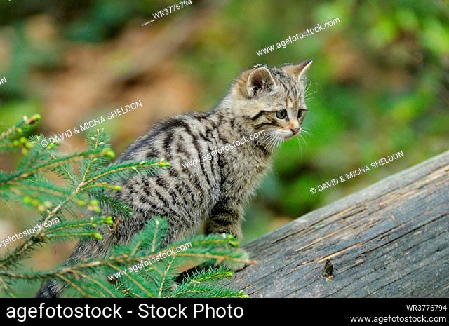 Young wildcat (Felis silvestris) on a tree trunk, Bavarian Forest, Germany
