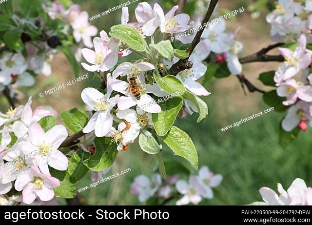 08 May 2022, Thuringia, Buttstädt: A bee sits on the blossom of a cherry tree. Warm spring weather is also predicted for the next few days