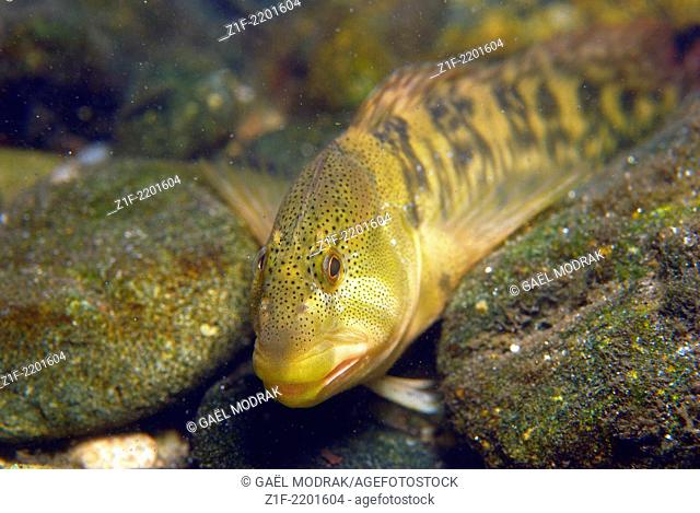Male freshwater blenny in the river Rizzanese in the south of Corsica. Salaria fluviatilis