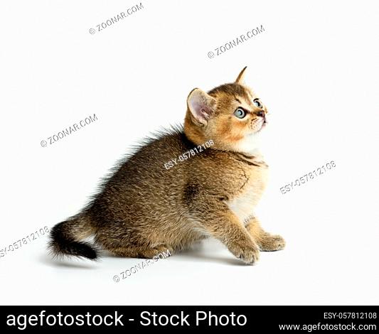 cute kitten Scottish golden chinchilla straight breed sits on a white background