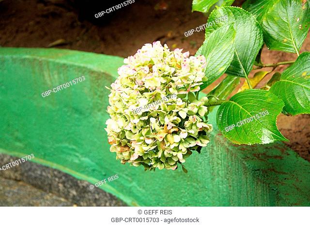 Minas Gerais; MG; Monte Verde; Brazil; flower; hydrangea