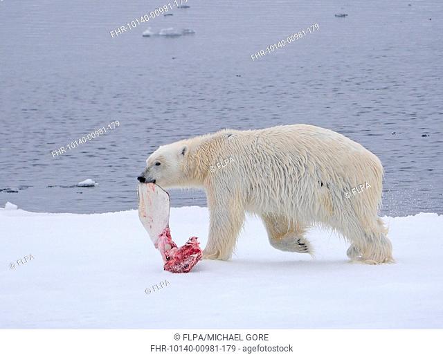 Polar Bear (Ursus maritimus) adult female, with Beluga Whale (Delphinapterus leucas) fin in mouth, walking on ice floe, Svalbard, July