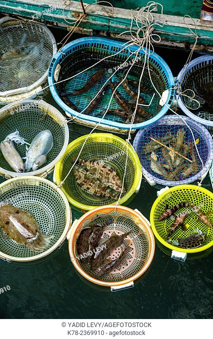 Fish catch, Halong Bay, Vietnam