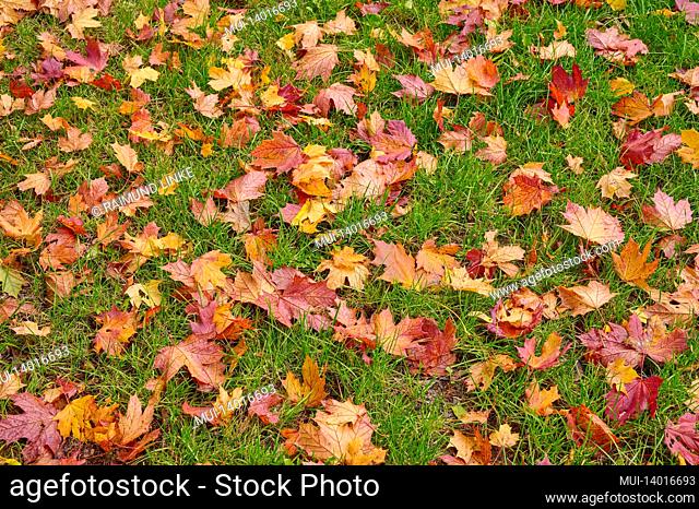 meadow, maple, tree, leaves, autumn, grebenhain, vogelsberg, hesse, germany