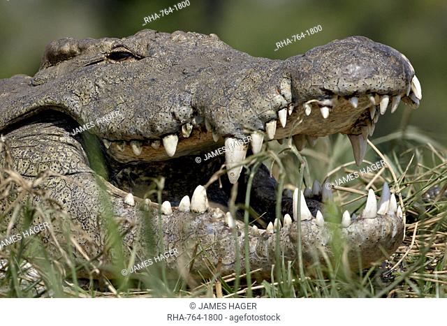 Nile Crocodile Crocodylus niloticus with mouth open, Kruger National Park, South Africa, Africa