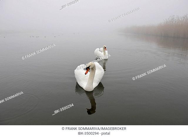 Two Mute Swans (Cygnus olor) on a pond, Thuringia, Germany