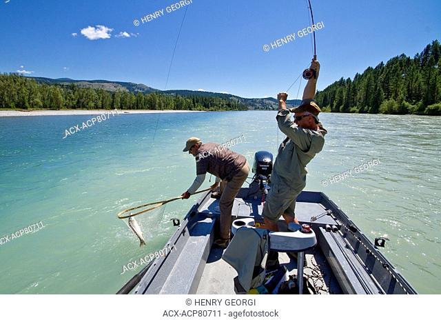 Middle-aged man catches fish on Kootenay river with help from fishing guide, East Kootenays, BC, Canada