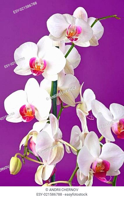 Closeup of a beautiful white orchid flowers