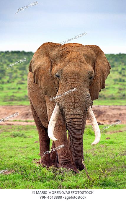 Large Bull Elephant Loxodonta Africana in Hapoor Dam in Addo Elephant National Park, South Africa