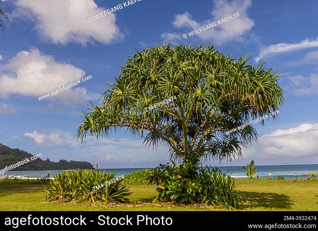 A Pandanus tree with fruits at Hanalei beach on the northern end of the Hawaiian Island of Kauai, Hawaii, USA