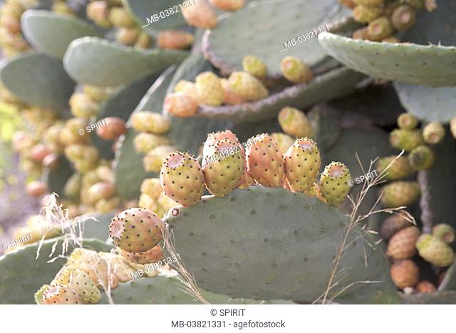 Kakteen, detail, cactus figs,  Opuntia ficus-indica,   Plant, cactus, succulent, Opuntie, prickly pear, fruits, cactus fruits, Pitahaya, fruit, thistle figs