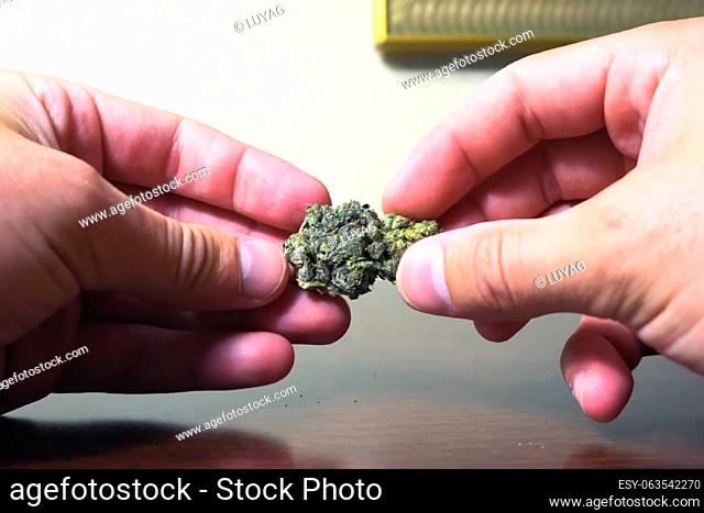 Small dried cannabis inflorescence. Dope marijuana from dried hemp inflorescences